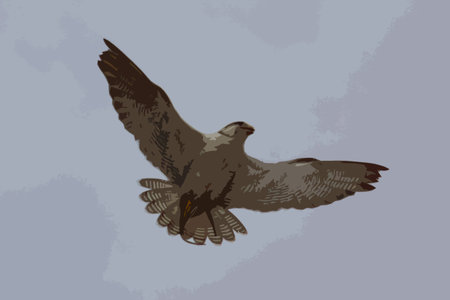 beautiful white arctic hawkのイラスト素材