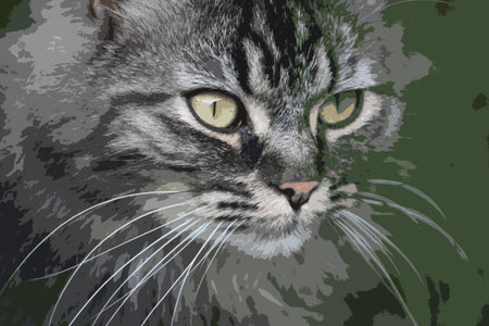 Very handsome cute long haired brown kittenのイラスト素材