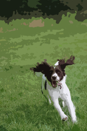 liver and white working type english springer spaniel pet gundog runningのイラスト素材