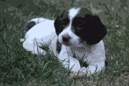 very cute liver and white working type english springer spaniel pet gundog puppyのイラスト素材