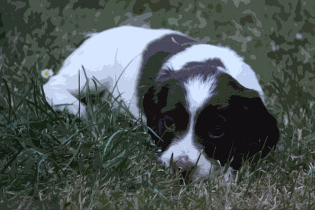 very cute liver and white working type english springer spaniel pet gundog puppyのイラスト素材