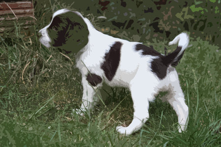 very cute liver and white working type english springer spaniel pet gundog puppyのイラスト素材