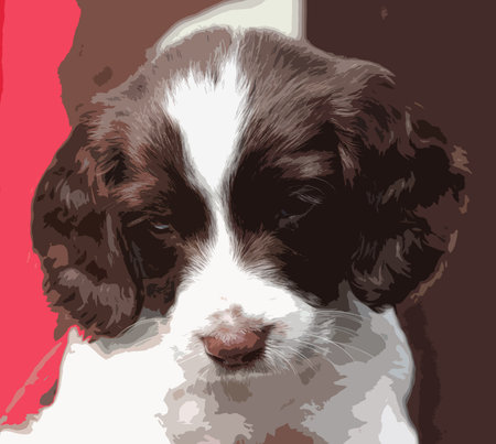 very cute liver and white working type english springer spaniel pet gundog puppyのイラスト素材