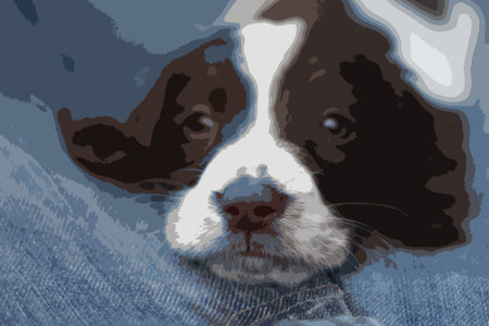 Very cute young liver and white working type english springer spaniel pet gundog puppyのイラスト素材