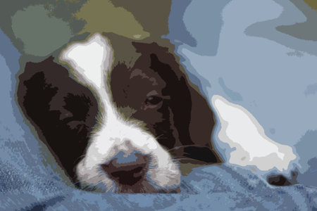 Very cute young liver and white working type english springer spaniel pet gundog puppyのイラスト素材