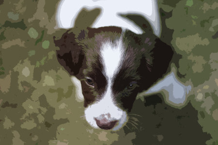 Very cute young liver and white working type english springer spaniel pet gundog puppyのイラスト素材