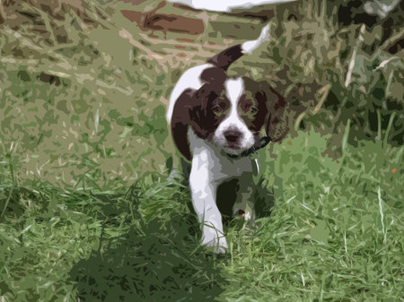 very cute liver and white working type english springer spaniel pet gundog puppyのイラスト素材