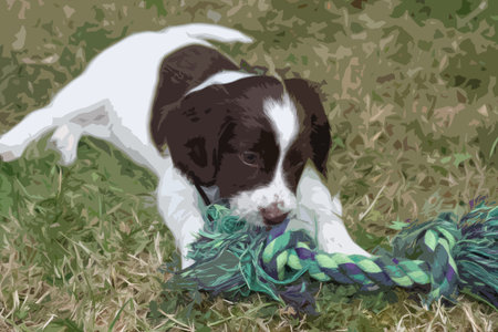 Very cute young liver and white working type english springer spaniel pet gundog puppyのイラスト素材