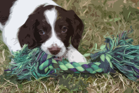 very cute liver and white working type english springer spaniel pet gundog puppyのイラスト素材