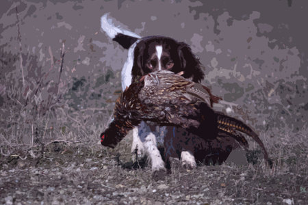 working type english springer spaniel carrying a pheasantのイラスト素材