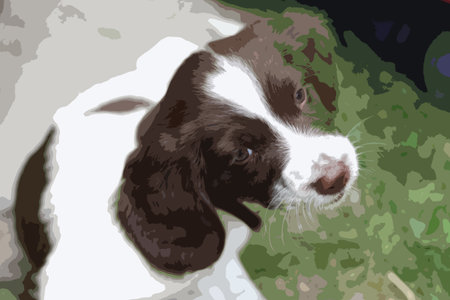 Very cute young liver and white working type english springer spaniel pet gundog puppyのイラスト素材