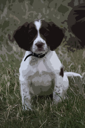 Very cute young liver and white working type english springer spaniel pet gundog puppyのイラスト素材