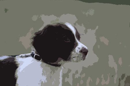 Very cute young liver and white working type english springer spaniel pet gundog puppyのイラスト素材