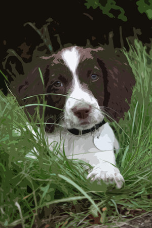 very cute liver and white working type english springer spaniel pet gundog puppyのイラスト素材