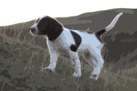 very cute liver and white working type english springer spaniel pet gundog puppyのイラスト素材