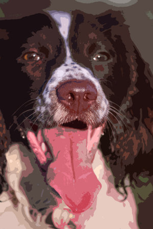 Close up of a working type english springer spaniel pet gundogのイラスト素材