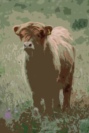 long haired brown highland cattle cowのイラスト素材