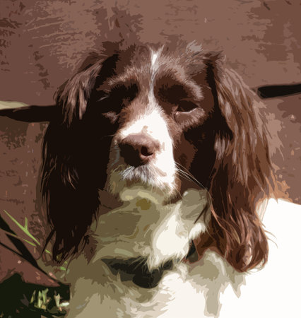 Very cute liver and white working type english springer spanielのイラスト素材