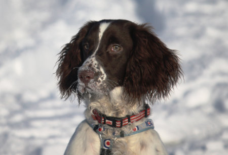 close up of a liver and white working type english springer spaniel in the snow