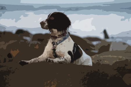 cute working type english springer spaniel pet gundog on a rock at the beachのイラスト素材
