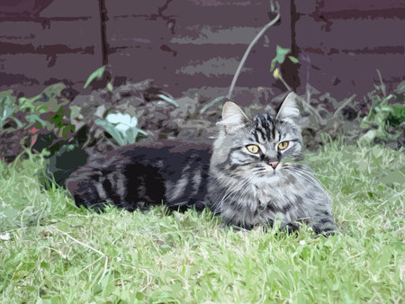 Very handsome cute long haired brown kittenのイラスト素材