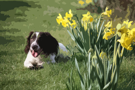a cute springer spaniel next to some yellow daffodil flowersのイラスト素材