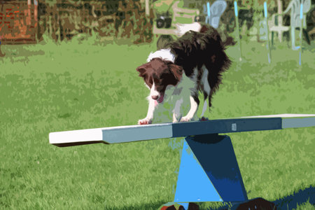 A very cute springer cross collie dog on agility equipmentのイラスト素材