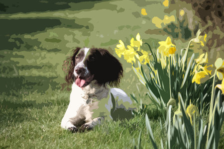 liver and white working type english springer spaniel pet gundog posing with daffodilsのイラスト素材