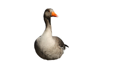 beautiful goose standing in waterの写真素材