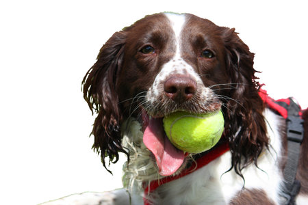 a working type english springer spaniel pet gundog with a yellow tennis ballの写真素材