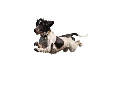 liver and white working type english springer spaniel pet gundog leaping into the sea