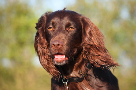 Liver coloured working type cocker spaniel pet gundogの写真素材