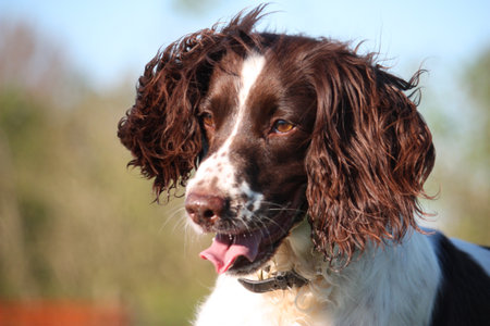 english springer spaniel pet gundog with big earsの写真素材