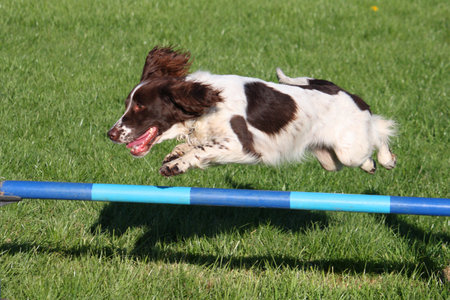 english springer spaniel doing agilityの写真素材