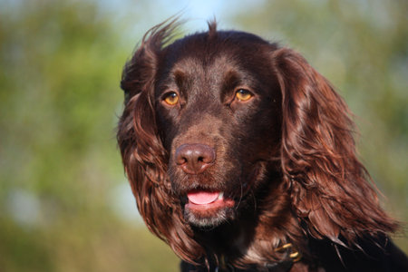 Liver coloured working type cocker spaniel pet gundogの写真素材