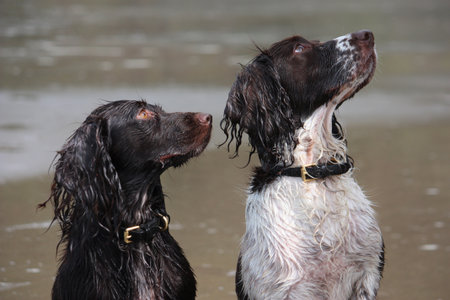 Working type English springer and cocker spaniels on a beach