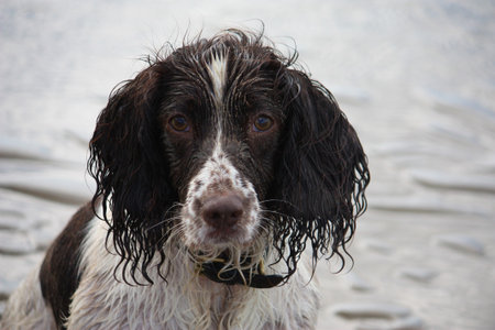 Very cute liver and white working english springer spaniel pet gundogの写真素材