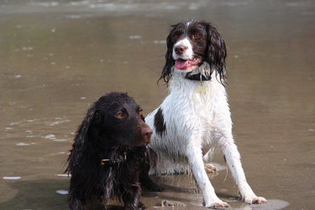 Working type English springer and cocker spaniels on a beachの写真素材