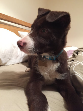 Cute red and white border collie puppy dog petの写真素材