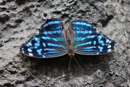 Beautiful pretty colourful blue butterfly with wings spreadの写真素材
