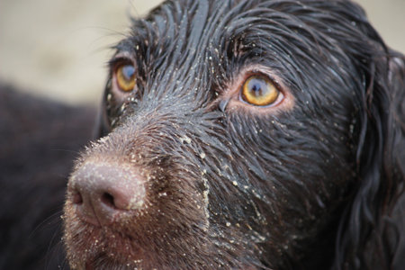 Handsome wet chocolate working type cocker spaniel puppy dogの写真素材