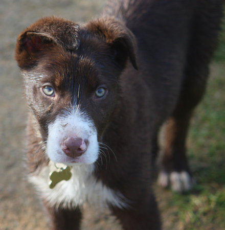 Cute red and white border collie puppy dog petの写真素材