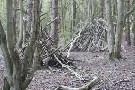 Trees in a forestの写真素材