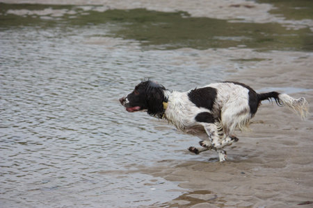 Very cute liver and white working english springer spaniel pet gundog running on a beachの写真素材
