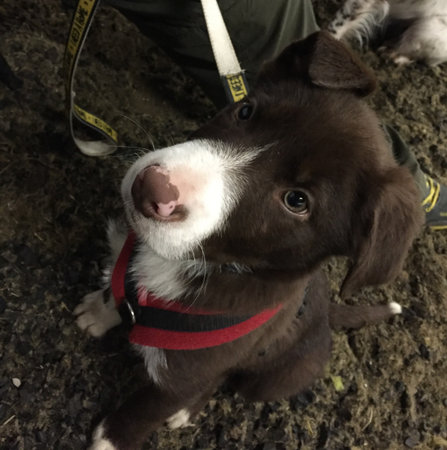 Cute red and white border collie puppy dog petの写真素材