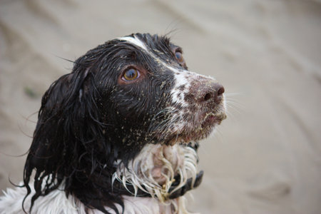 Very cute liver and white working english springer spaniel pet gundogの写真素材