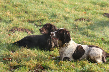 Pretty working type spaniel gundogs lying on grass together