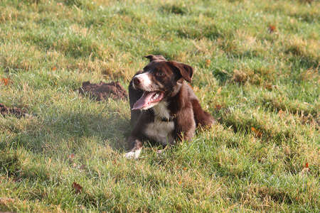 Handsome red and white border collie sheepdog pet lying on grassの写真素材