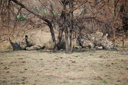 Two large african rhinos lying under a treeの写真素材