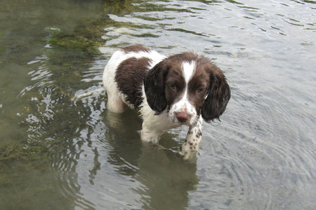 young liver and white working type english springer spaniel pet gundog puppyの写真素材
